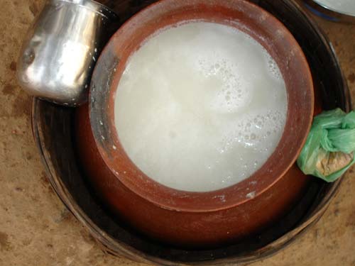 Célèbre vin de palme préparé à partir de Salfi (Caryota urens) à Bastar, Chhattisgarh, Inde.